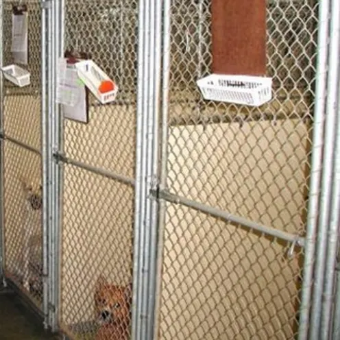 Chastain Animal Clinic large kennels and happy dogs